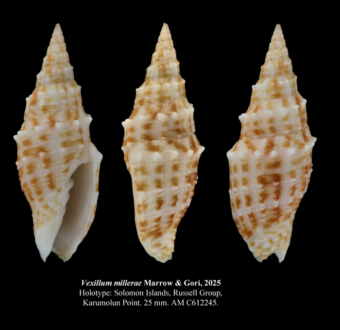 Vexillum millerae Marrow & Gori, 2025 Vexillum millerae Marrow & Gori, 2025