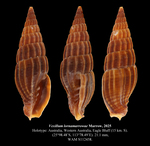 Vexillum lornamarrowae Marrow, 2025