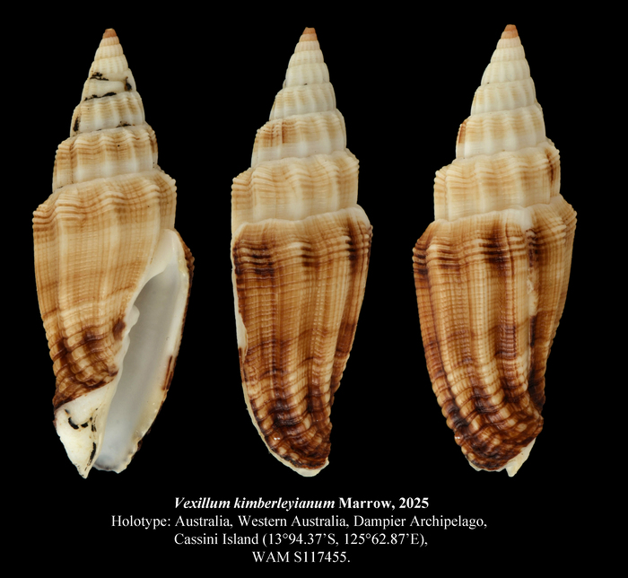 Vexillum kimberleyianum Marrow, 2025 Vexillum kimberleyianum Marrow, 2025
