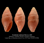 Turriplicifer rutilosus Marrow, 2025