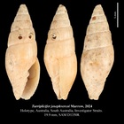 Turriplicifer josephvercoi Marrow, 2024