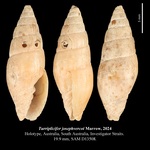 Turriplicifer josephvercoi Marrow, 2024