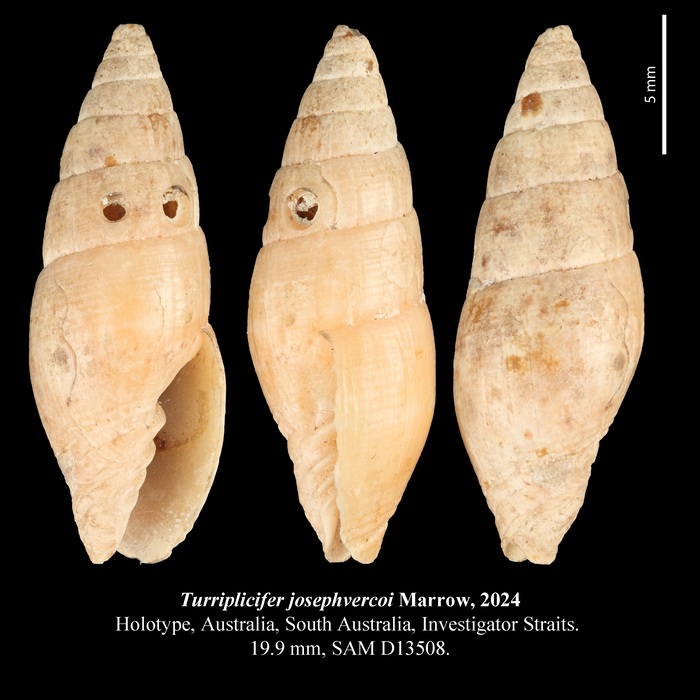 Turriplicifer josephvercoi Marrow, 2024 Turriplicifer josephvercoi Marrow, 2024