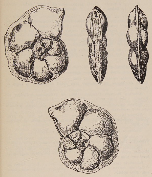 Robulus bertraneui Glaçon &amp; Magné, 1953