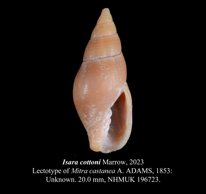 Isara cottoni Marrow, 2023 Isara cottoni Marrow, 2023