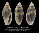 Scabricola chrisclarkeae Marrow, 2024