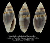 Scabricola chrisclarkeae Marrow, 2024