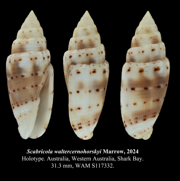 Scabricola waltercernohorskyi Marrow, 2024