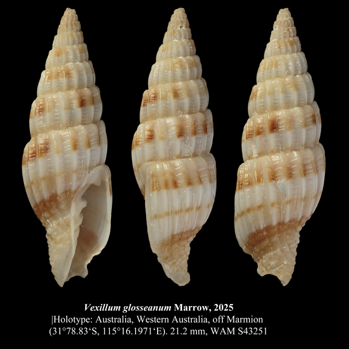 Vexillum glosseanum Marrow, 2025