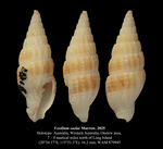 Vexillum soelae Marrow, 2025