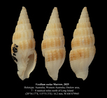 Vexillum soelae Marrow, 2025