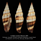 Vexillum cassinicum Marrow, 2025