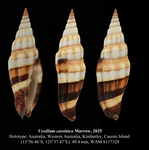 Vexillum cassinicum Marrow, 2025