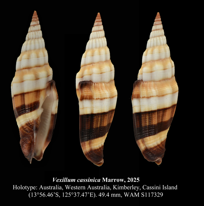 Vexillum cassinicum Marrow, 2025 Vexillum cassinicum Marrow, 2025