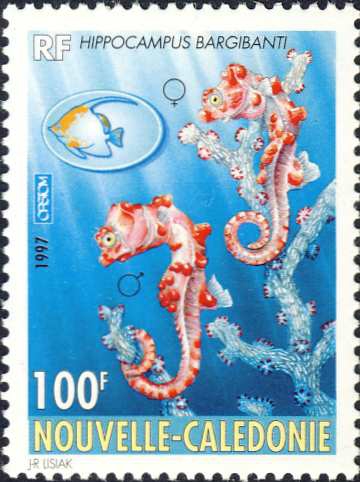 Hippocampus bargibanti Hippocampus bargibanti