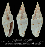 Vexillum mite Marrow, 2025