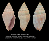 Vexillum nobile Marrow, 2025