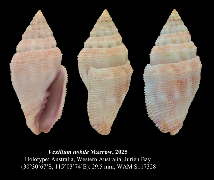 Vexillum nobile Marrow, 2025 Vexillum nobile Marrow, 2025