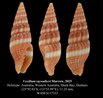 Vexillum raywalkeri Marrow, 2025