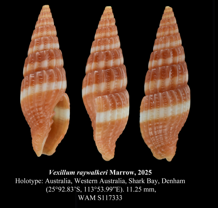 Vexillum raywalkeri Marrow, 2025 Vexillum raywalkeri Marrow, 2025
