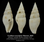 Vexillum recteclatrus Marrow, 2025