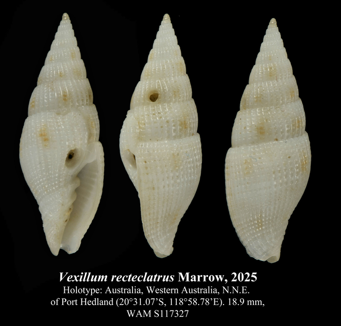 Vexillum recteclatrus Marrow, 2025