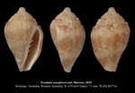 Peculator pseudoverconis Marrow, 2025