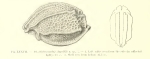 Philomedes (Scleroconcha) appelloefi Skogsberg, 1920 from the original description