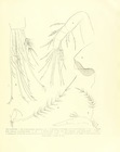 Philomedes (Scleroconcha) appelloefi Skogsberg, 1920 from the original description