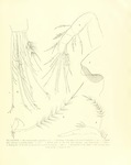 Philomedes (Scleroconcha) appelloefi Skogsberg, 1920 from the original description