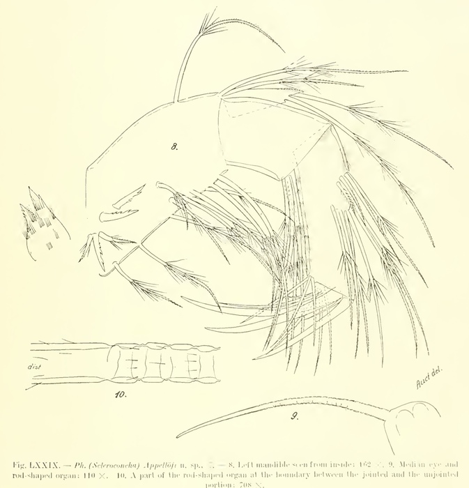 Philomedes (Scleroconcha) appelloefi Skogsberg, 1920 from the original description Philomedes (Scleroconcha) appelloefi Skogsberg, 1920 from the original description