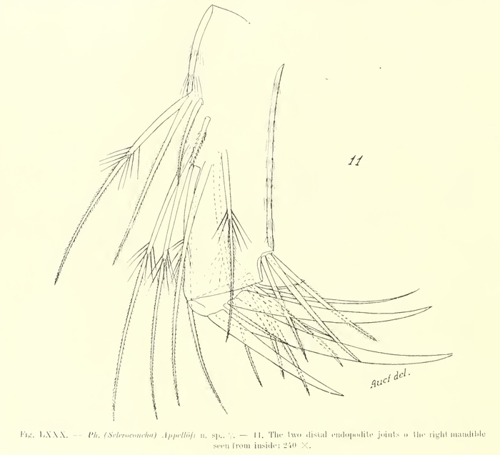 Philomedes (Scleroconcha) appelloefi Skogsberg, 1920 from the original description