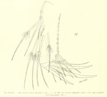 Philomedes (Scleroconcha) appelloefi Skogsberg, 1920 from the original description