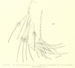 Philomedes (Scleroconcha) appelloefi Skogsberg, 1920 from the original description