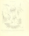 Philomedes (Scleroconcha) appelloefi Skogsberg, 1920 from the original description
