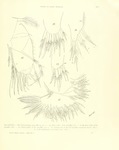 Philomedes (Scleroconcha) appelloefi Skogsberg, 1920 from the original description