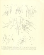 Philomedes (Scleroconcha) appelloefi Skogsberg, 1920 from the original description