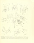 Philomedes (Scleroconcha) appelloefi Skogsberg, 1920 from the original description