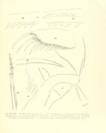 Philomedes (Scleroconcha) appelloefi Skogsberg, 1920 from the original description