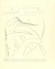 Philomedes (Scleroconcha) appelloefi Skogsberg, 1920 from the original description