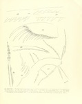 Philomedes (Scleroconcha) appelloefi Skogsberg, 1920 from the original description
