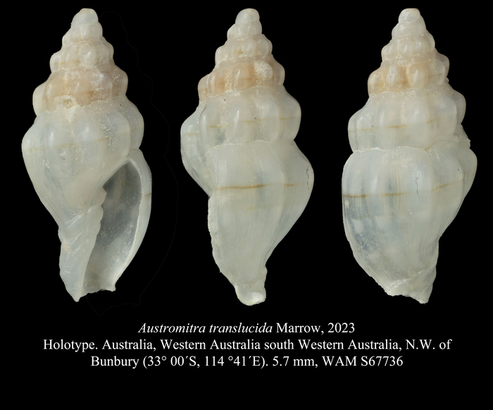 Austromitra translucida Marrow, 2023