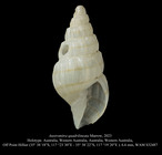 Austromitra quadrilineata Marrow, 2023