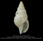 Austromitra quadrilineata Marrow, 2023