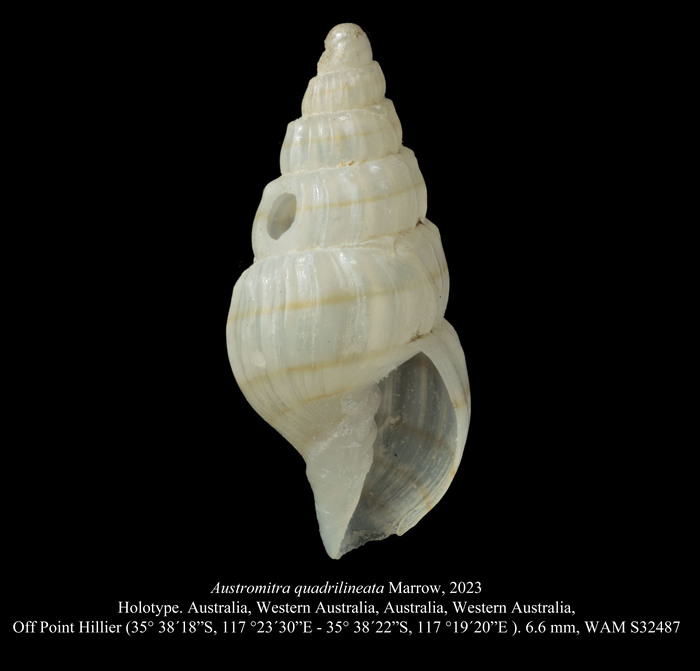 Austromitra quadrilineata Marrow, 2023 Austromitra quadrilineata Marrow, 2023