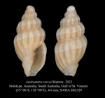 Austromitra vercoi Marrow, 2023
