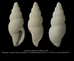 Austromitra diamantina Marrow, 2023