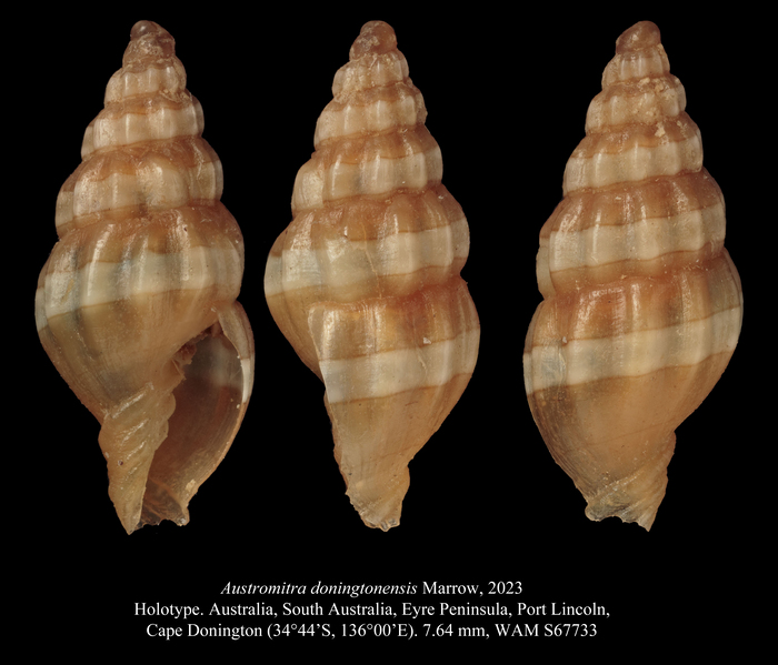 Austromitra doningtonensis Marrow, 2023 Austromitra doningtonensis Marrow, 2023