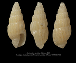 Austromitra hewittae Marrow, 2023