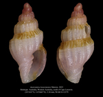 Austromitra leeuwinensis Marrow, 2023